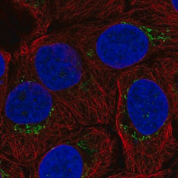 Anti-B4GALT4 antibody produced in rabbit Prestige Antibodies&#174; Powered by Atlas Antibodies, affinity isolated antibody