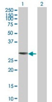 Anti-TOLLIP antibody produced in mouse purified immunoglobulin, buffered aqueous solution