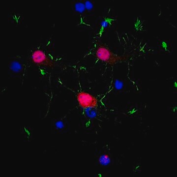 抗NeuN抗体（兔） from rabbit, purified by affinity chromatography