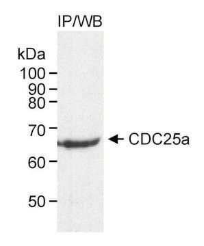 Rabbit anti-CDC25a Antibody, Affinity Purified Powered by Bethyl Laboratories, Inc.