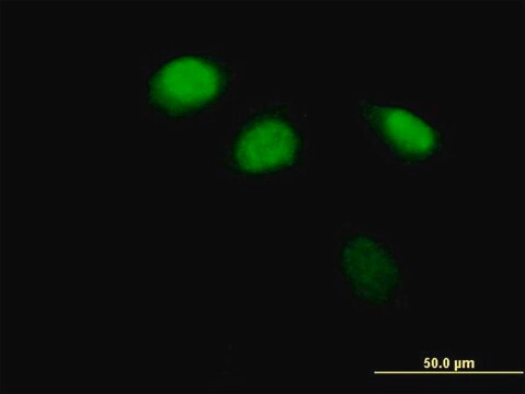 Anti-ZBTB12 antibody produced in mouse IgG fraction of antiserum, buffered aqueous solution