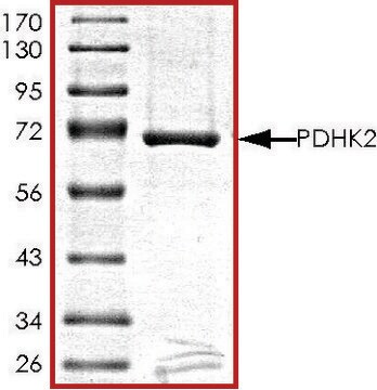 PDHK2, active, GST tagged human PRECISIO&#174; Kinase, recombinant, expressed in baculovirus infected Sf9 cells, &#8805;70% (SDS-PAGE), buffered aqueous glycerol solution