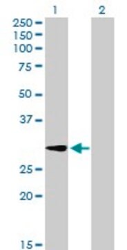 Anti-GALNT12 antibody produced in mouse purified immunoglobulin, buffered aqueous solution