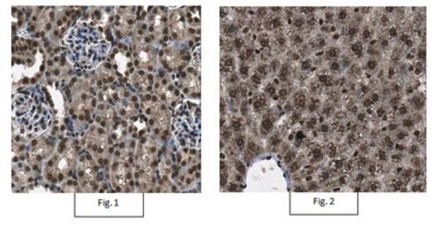 Anti-UTF1 Antibody from rabbit, purified by affinity chromatography