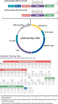 p3xFLAG-Myc-CMV&#8482;-24 Expression Vector Shuttle vector for transient intracellular expression of dual tagged N-terminal Met-3xFLAG and C-terminal c-myc fusion proteins