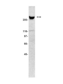 Anti-Talin (human) Antibody, clone TA205 clone TA205, Upstate&#174;, from mouse