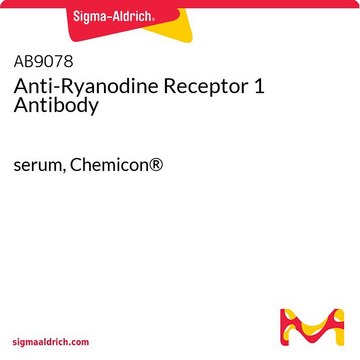 Anti-Ryanodine Receptor 1 Antibody serum, Chemicon&#174;