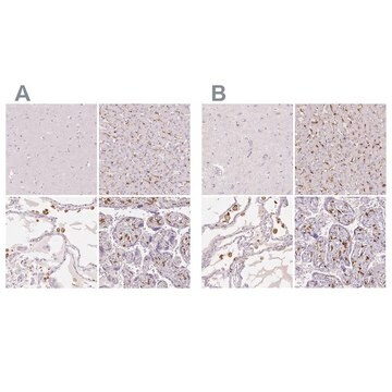 抗-MRC1 兔抗 Prestige Antibodies&#174; Powered by Atlas Antibodies, affinity isolated antibody, buffered aqueous glycerol solution