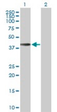 Anti-HLA-E antibody produced in rabbit purified immunoglobulin, buffered aqueous solution