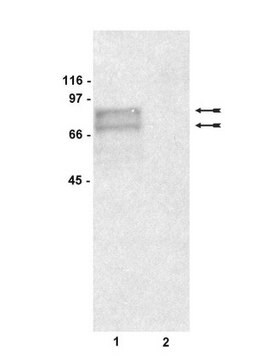 Anti-Tyrosinase-Antikörper, Klon&nbsp;T311 clone T311, Upstate&#174;, from mouse