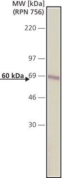 モノクロナール抗カタラーゼ マウス宿主抗体 clone CAT-505, purified from hybridoma cell culture