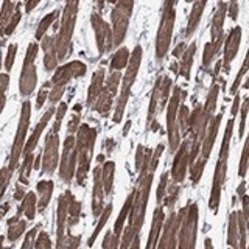 Anty-SCN7A Prestige Antibodies&#174; Powered by Atlas Antibodies, affinity isolated antibody, buffered aqueous glycerol solution