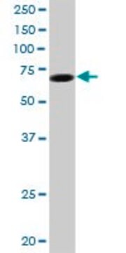 Anti-LMLN antibody produced in mouse purified immunoglobulin, buffered aqueous solution