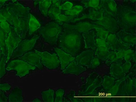 Monoclonal Anti-PTK7 antibody produced in mouse clone 4C6, purified immunoglobulin, buffered aqueous solution