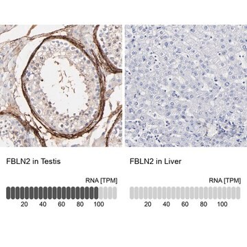 Anti-FBLN2 antibody produced in rabbit Prestige Antibodies&#174; Powered by Atlas Antibodies, affinity isolated antibody, buffered aqueous glycerol solution