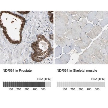 抗NDRG1 ウサギ宿主抗体 Prestige Antibodies&#174; Powered by Atlas Antibodies, affinity isolated antibody, buffered aqueous glycerol solution