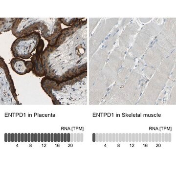 Anti-ENTPD1 antibody produced in rabbit Prestige Antibodies&#174; Powered by Atlas Antibodies, affinity isolated antibody, buffered aqueous glycerol solution