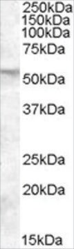 抗FKBP4/FKBP52抗体 ヤギ宿主抗体 affinity isolated antibody, buffered aqueous solution