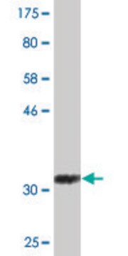 Monoclonal Anti-BHLHA15 antibody produced in mouse clone 1E7, purified immunoglobulin, buffered aqueous solution