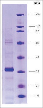 RAR &#947;-ligand binding domain (150-417) human recombinant, expressed in E. coli, &#8805;80% (SDS-PAGE)