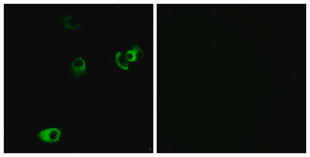 Anti-DRD4 antibody produced in rabbit affinity isolated antibody