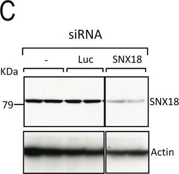 Anti-&#946;-actina monoclonale clone AC-15, purified from hybridoma cell culture