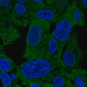 Anti-PSAT1 antibody produced in rabbit Prestige Antibodies&#174; Powered by Atlas Antibodies, affinity isolated antibody