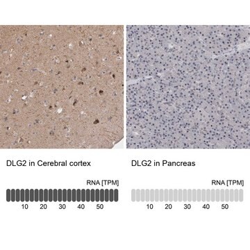 Anti-DLG2 antibody produced in rabbit Prestige Antibodies&#174; Powered by Atlas Antibodies, affinity isolated antibody, buffered aqueous glycerol solution