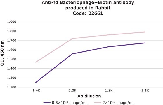 抗-fd 噬菌体 &#8722; 生物素 兔抗 ~3.5&#160;mg/mL, IgG fraction of antiserum