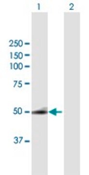 Anti-SQRDL antibody produced in mouse purified immunoglobulin, buffered aqueous solution