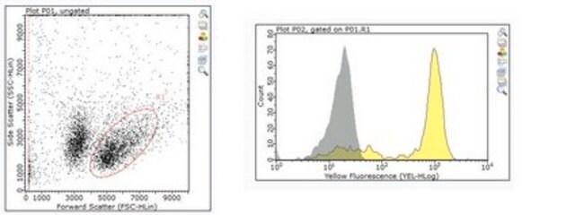 Anti-CD8a Antibody, clone YTS 169.4 clone YTS 169.4, from rat