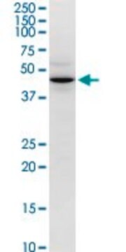 Monoclonal Anti-CD46 antibody produced in mouse clone 1B6, ascites fluid