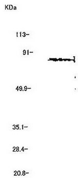 Anty-MMP-2 (Ab-3) mysie mAb (42-5D11) liquid, clone 42-5D11, Calbiochem&#174;