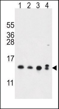 ANTI-MRFAP1 (N-TERM) antibody produced in rabbit IgG fraction of antiserum, buffered aqueous solution