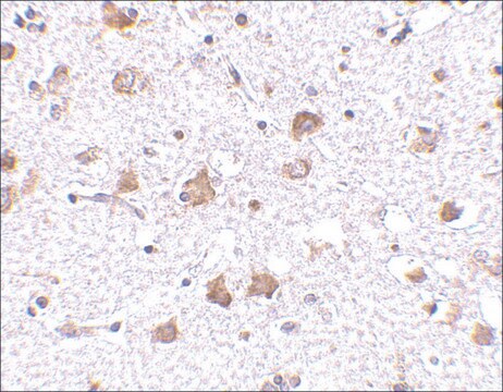 抗MANF抗体 ウサギ宿主抗体 affinity isolated antibody, buffered aqueous solution