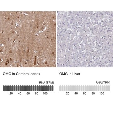 Anti-OMG antibody produced in rabbit Prestige Antibodies&#174; Powered by Atlas Antibodies, affinity isolated antibody, buffered aqueous glycerol solution