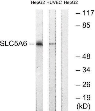 Anti-SLC5A6 antibody produced in rabbit affinity isolated antibody