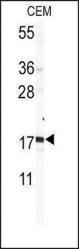 Anti-CREBL2 (N-term K27) antibody produced in rabbit saturated ammonium sulfate (SAS) precipitated, buffered aqueous solution