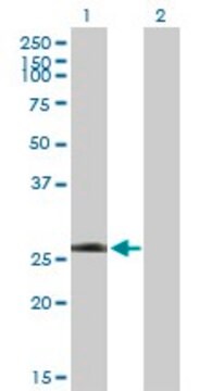 Anti-LRRK1 antibody produced in mouse purified immunoglobulin, buffered aqueous solution