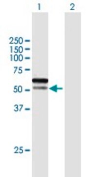 Anti-C1orf124 antibody produced in mouse purified immunoglobulin, buffered aqueous solution