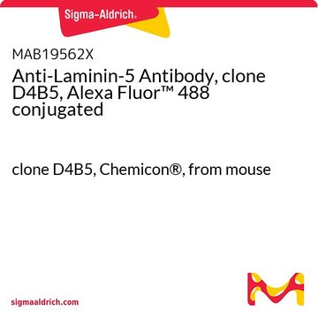 Anti-Laminin-5-Antikörper, Klon&nbsp;D4B5, Alexa-Fluor&#8482;-488-Konjugat clone D4B5, Chemicon&#174;, from mouse