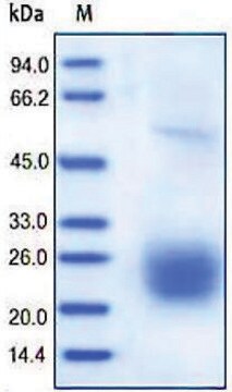 CTLA4/CD152 human recombinant, expressed in HEK 293 cells, &#8805;95% (SDS-PAGE)