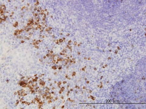 Monoclonal Anti-FGF1, (C-terminal) antibody produced in mouse clone 2E12, purified immunoglobulin, buffered aqueous solution