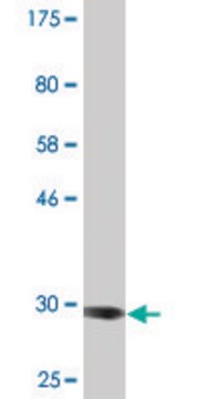 Monoclonal Anti-ADAM29 antibody produced in mouse clone 3A6, purified immunoglobulin, buffered aqueous solution