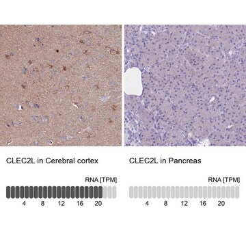 Anti-CLEC2L antibody produced in rabbit Prestige Antibodies&#174; Powered by Atlas Antibodies, affinity isolated antibody, buffered aqueous glycerol solution