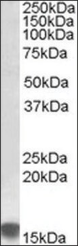 Anti-SRXN1 antibody produced in goat affinity isolated antibody, buffered aqueous solution