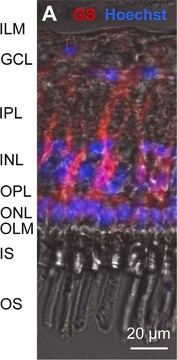 Anticuerpo anti-glutamina sintetasa, clon GS-6 clone GS-6, Chemicon&#174;, from mouse