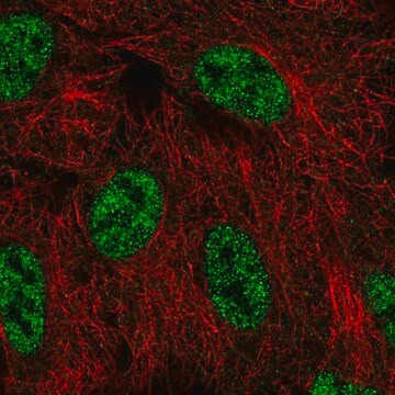 Anti-SMG1 antibody produced in rabbit Prestige Antibodies&#174; Powered by Atlas Antibodies, affinity isolated antibody