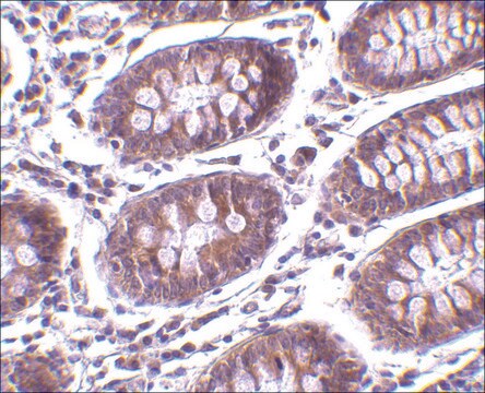 抗MICA ウサギ宿主抗体 affinity isolated antibody, buffered aqueous solution