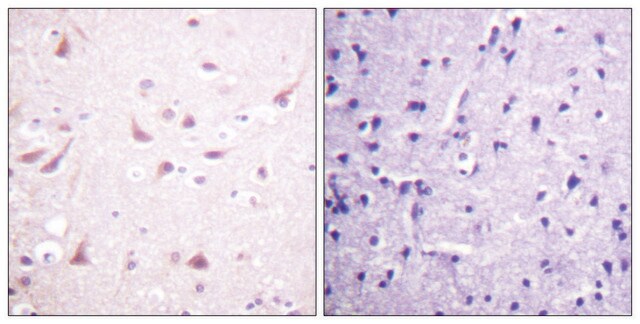 Anti-DRP-2 antibody produced in rabbit affinity isolated antibody